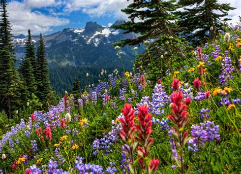 Mount Rainier National Park mountains meadow flowers wallpaper | 2048x1482 | 136116 | WallpaperUP