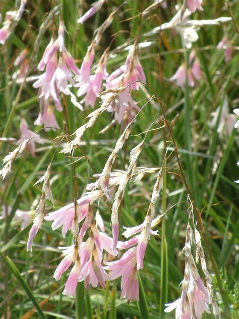 Dierama pale flowered forms - The Beth Chatto Gardens