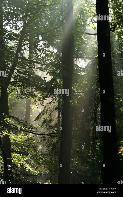 misty forest at sunrise Stock Photo - Alamy