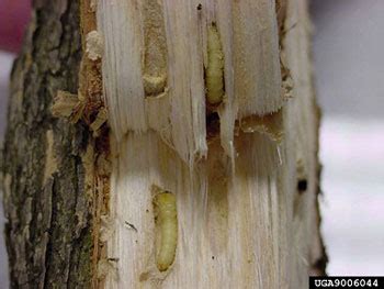 Don't move ash wood; there's one big Restricted Zone now for Emerald Ash Borer (EAB) - Buffalo ...