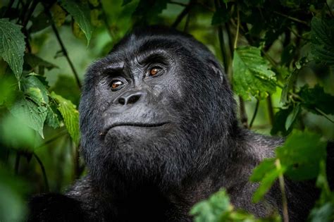 Bwindi National Park - Nature Excursion Safaris