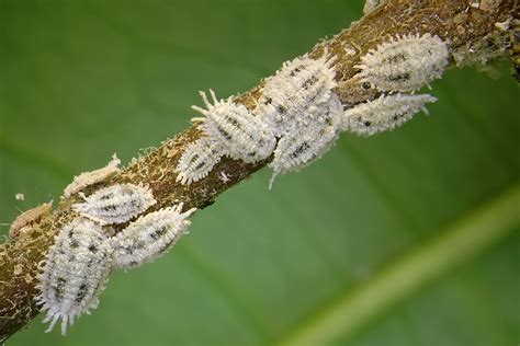 Scale Insects: How to Get Rid of Scale and Mealybugs | The Old Farmer's Almanac