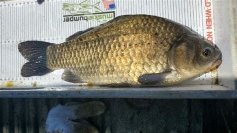 Invasive species framework released for Saskatchewan - DiscoverEstevan.com - Local news, Weather ...