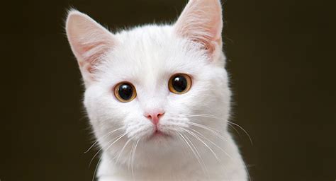 White cat breeds with pictures 289041-Gray and white cat breeds with pictures