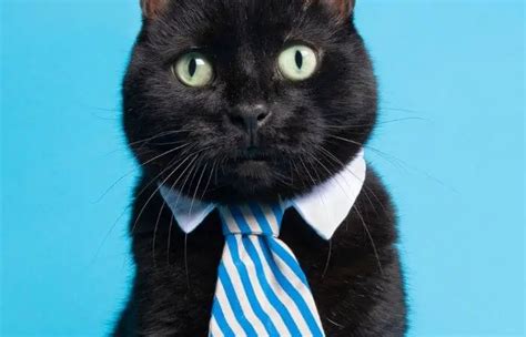 Do Cats Like Wearing Clothes? - Tuxedo Cat