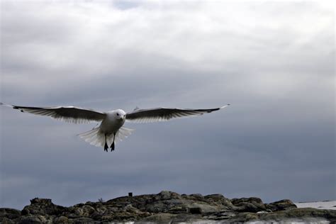 Free photo: Flying Seagull - Bird, Flying, Glide - Free Download - Jooinn