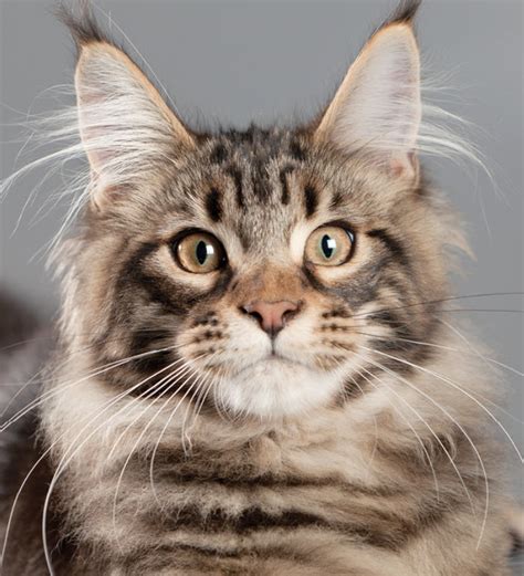 Learn About The Maine Coon Cat Breed From A Trusted Veterinarian