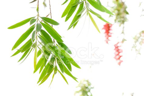 Red Bottle Brush Tree Stock Photo | Royalty-Free | FreeImages