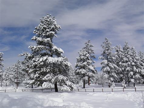 walking flagstaff: snow trees