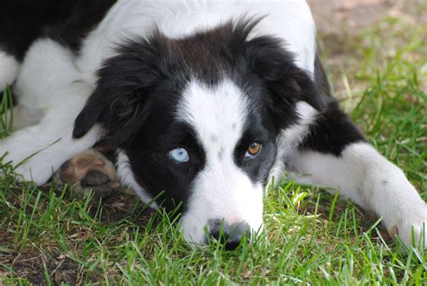 #border #collie #heterochromic #eyes #adorable | Golden retriever mix ...