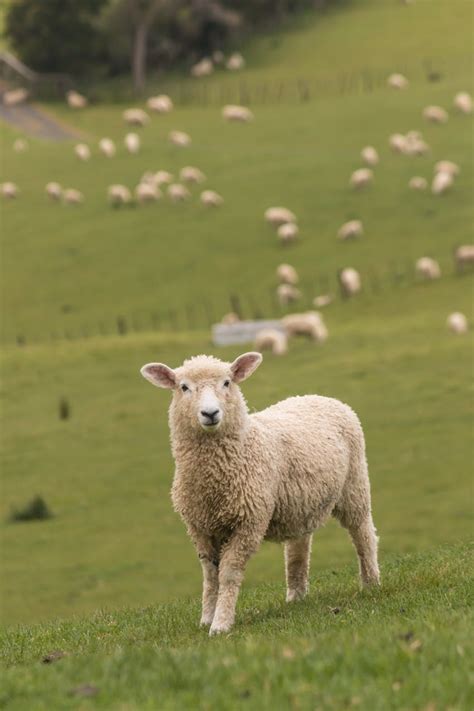 Erudus… Provides Farm Assured Welsh Livestock Certification