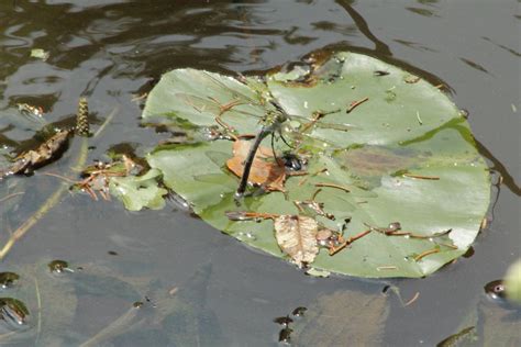 File:Dragonfly (Aeshna) laying eggs.JPG - Wikimedia Commons