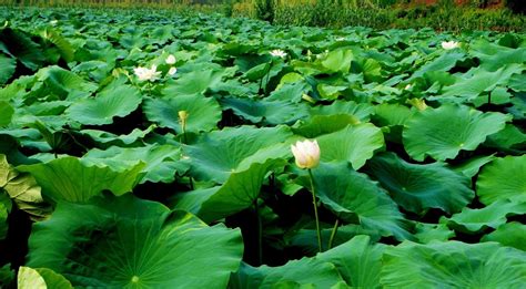 lotus, leaves, many Wallpaper, HD Flowers 4K Wallpapers, Images and Background - Wallpapers Den