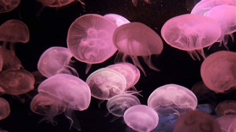 Pink Jellyfish Wallpaper