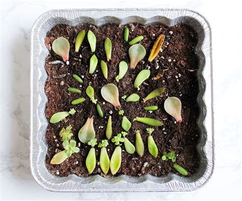 How to Propagate & Grow Succulents From Leaves : 8 Steps (with Pictures ...