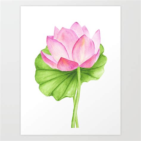 Lotus Flower Watercolor Print | Best Flower Site