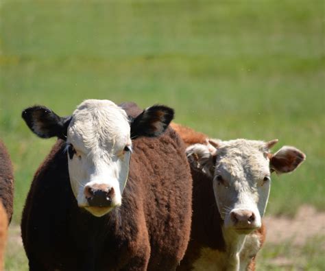 Cows in the pasture. Weld County, Colorado. The history of Weld County ...