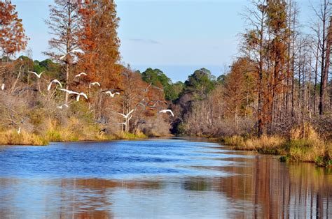 Tearoom Journal: The Okefenokee Swamp