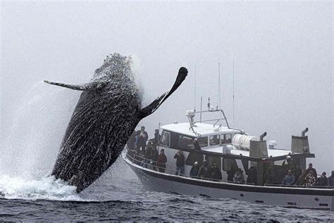 Humpback Whale Jumps Up Near Tour Boat in California: Photos