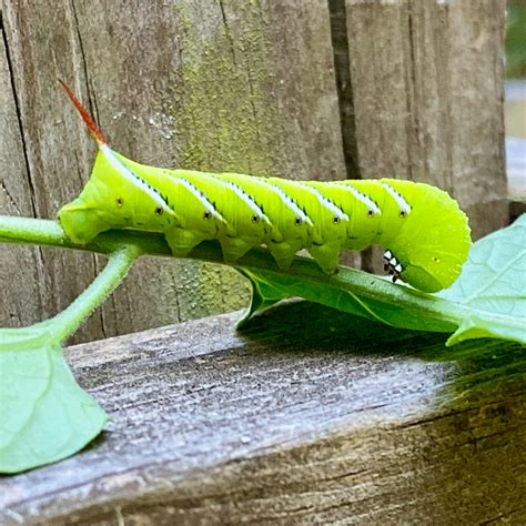 Tomato Hornworm Moth Life Cycle