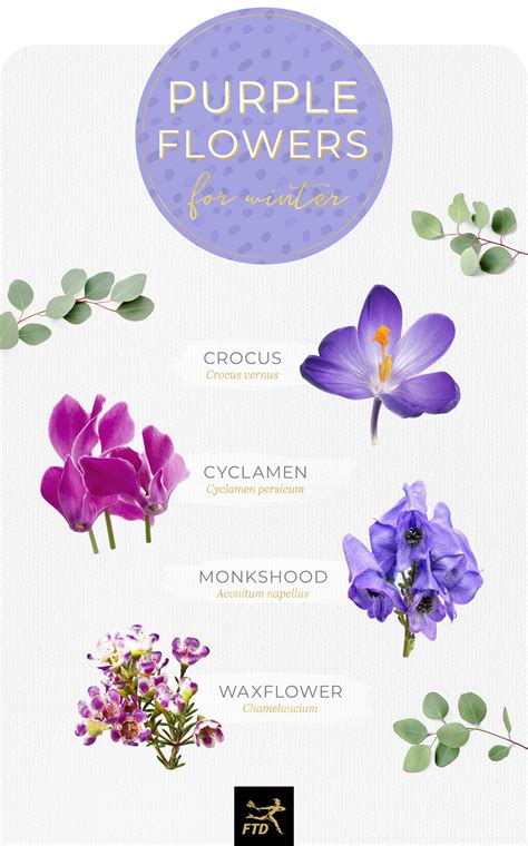 50 Types of Purple Flowers - FTD.com | Types of purple flowers, Purple flowers, Types of flowers