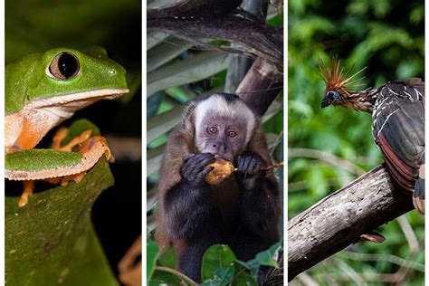 Jungle Tour To Peru - Manu Tambopata Reserve — Cusco Explorer