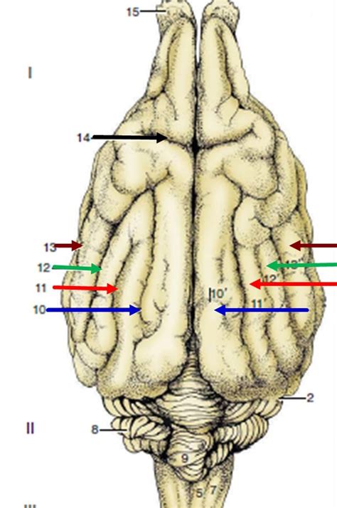 Gyri and Sulci Diagram | Quizlet