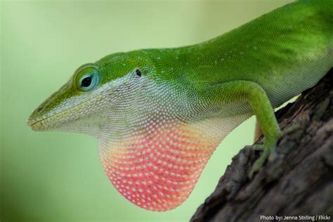 Interesting facts about green anoles | Just Fun Facts