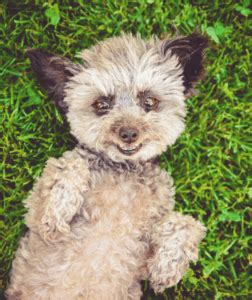 Teacup Poodle - Facts About This Cute Miniature Breed - Animal Corner