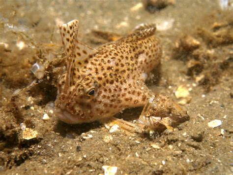 Spotted handfish: Survival of Australian fish that 'walks' along the seabed hangs in the balance ...