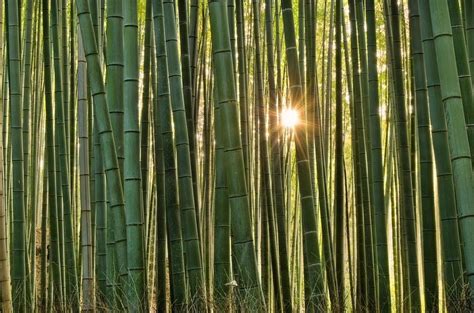 Arvind's: Sagano Bamboo Forest at Arashiyama, Kyoto