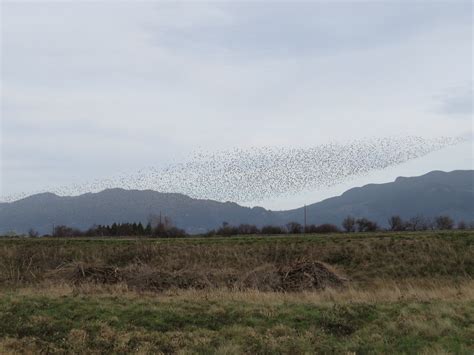 Massive flock of Dunlin | This massive flock of Dunlin just … | Flickr