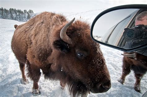 Dakotagraph: Buffalo in the snow? Mission accomplished!