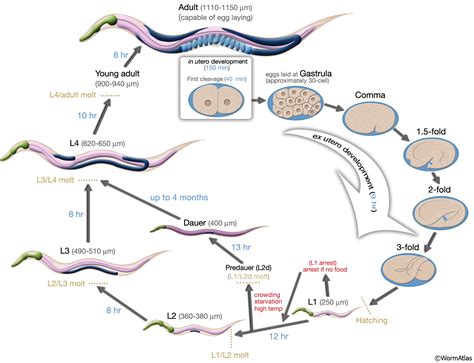 Getting started with C. elegans : Quantitative Neurotechnology Lab