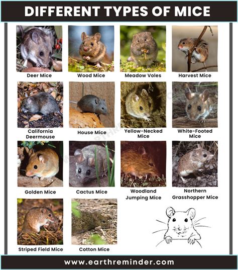 Different Types of Mice | 14 Mouse Species With Pictures