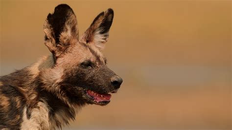 Where are they now? Painted Wolves | BBC Earth