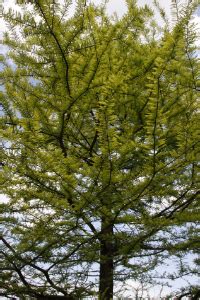 Louisiana State Tree – Bald Cypress – 50States.com