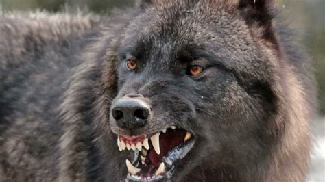 Wolf Growl/Snarl Sound Effect - YouTube