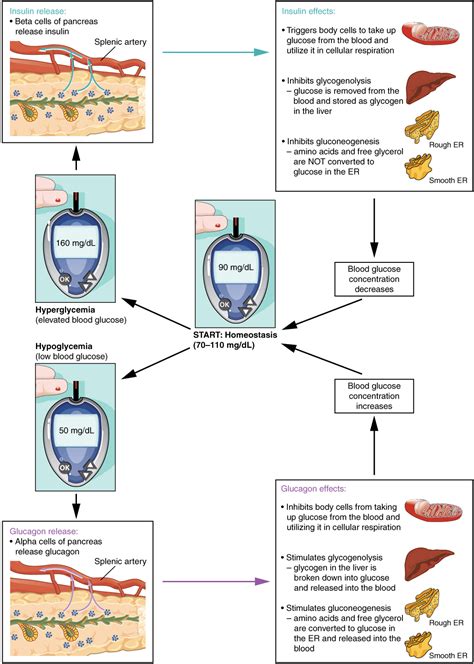 The Endocrine Pancreas · Anatomy and Physiology