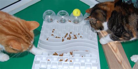 Puzzle feeders for your cat | International Cat Care