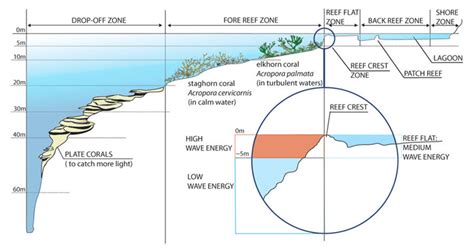 Coral reefs - Coastal Wiki