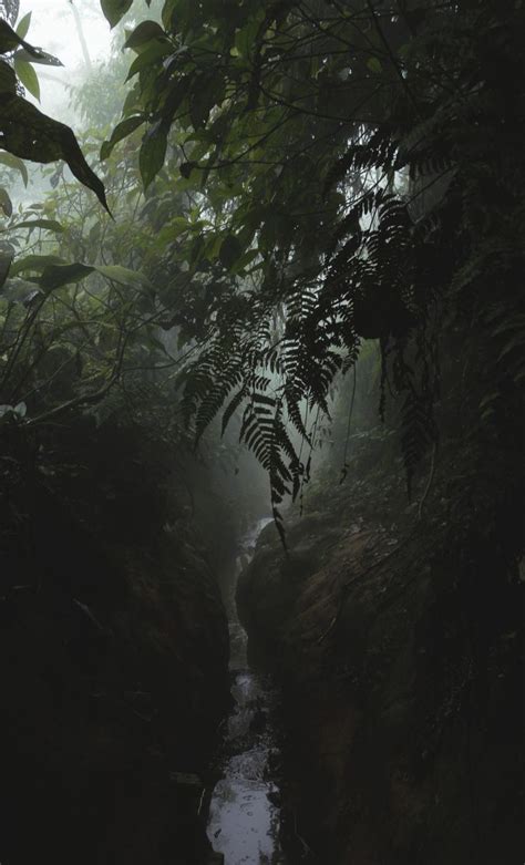 Rainforest Landscape | Dark green aesthetic, Nature aesthetic, Dark nature