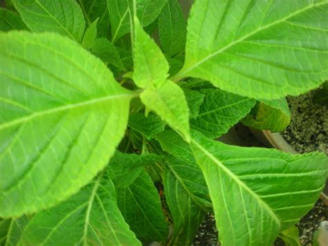 Salvia Divinorum - The Ethnobotanical Garden - Shroomery Message Board