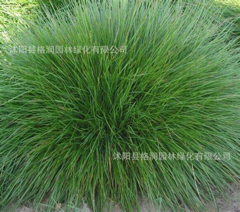 100pcs Blue Fescue Grass Seeds Festuca Glauca - BuyingSeed.com - Free ...