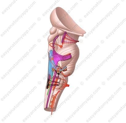 CN IX: Glossopharyngeal nerve – Easy Anatomy 3D