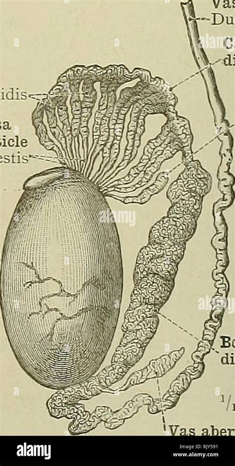 . An atlas of human anatomy for students and physicians. Anatomy. Vas deferens Ductus deferens ...