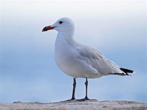 Are Seagulls Protected in the US? | Birdfact