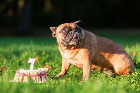 French Bulldog Eating from a Birthday Cake Stock Image - Image of celebrating, eating: 103742673