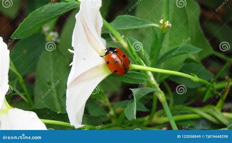 Little Ladybug in Its Natural Habitat. Little Ladybug Walking on a ...