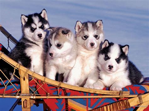 Husky Puppies Wallpapers - Wallpaper Cave